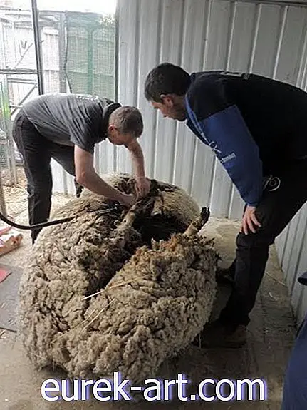 Δείτε πώς ένα "Champ Shearing" έδωσε αυτό το Masivly Overgrown Sheep a Makeover
