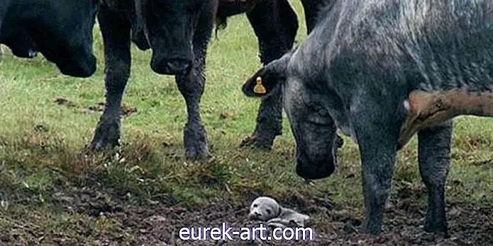 बच्चे और पालतू जानवर - गायों के झुंड की बदौलत इस मैरूनड बेबी सील को बचाया गया