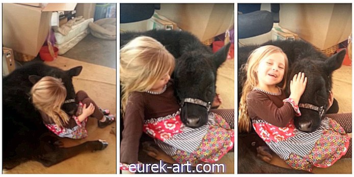 dzieci i zwierzęta - Oglądaj uroczą małą dziewczynkę przytuloną do najsłodszej krowy świata