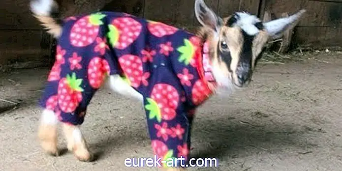 niños y mascotas - Es oficial: no hay nada más lindo que estas cabras bebé en pijama