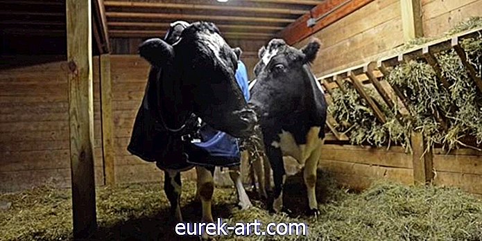gyerekek és háziállatok - Lásd a két vak tehén közötti szívmelengető barátságot