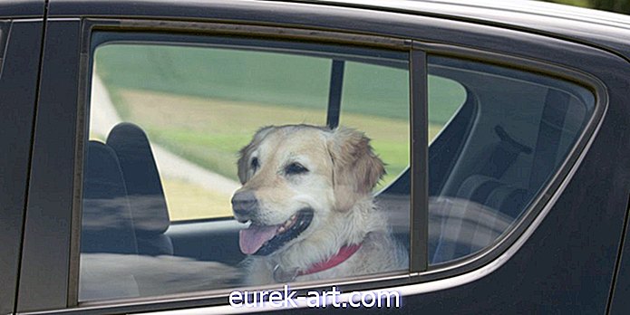 Nov zakon v Tennesseeju je pravzaprav postal zakonit, da vdremo v vroče avtomobile, da bi rešili pse