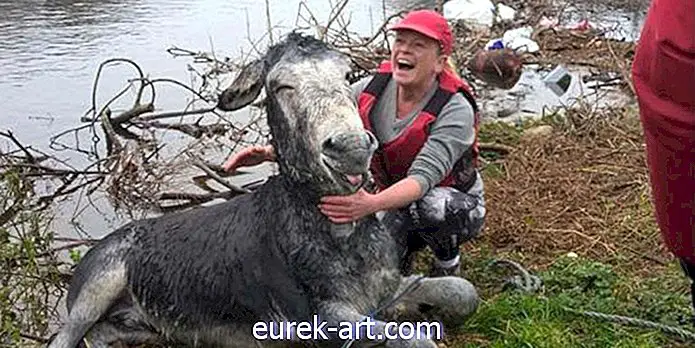 Keledai Beruntung Ini Tersenyum Setelah Diselamatkan dari Air Bah di Irlandia