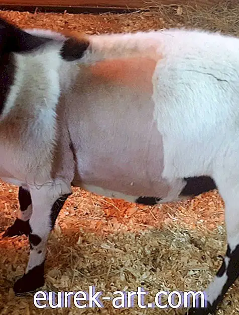vaikai ir naminiai gyvūnai - Ši avis ką tik tapo pirmąja istorijoje, kuriai buvo atlikta širdies chirurgija