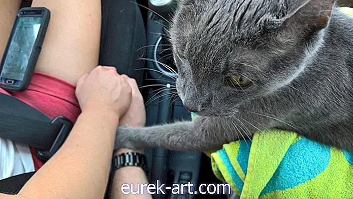 På hans sidste tur til dyrlægen ville denne kat ikke give slip på sine ejeres hænder