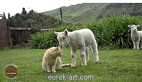 Kinder & Haustiere - Treffen Sie Steve, die Katze, die denkt, dass er ein Lamm ist
