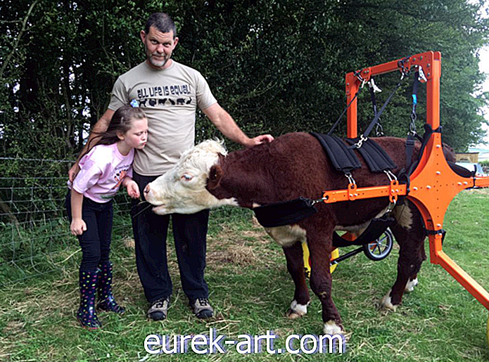 děti a domácí zvířata - Tato zachráněná trpasličí kráva se učí chodit pomocí úžasného zařízení