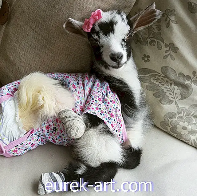 crianças e animais de estimação - Isto é o que é realmente gostaria de fornecer assistência ao redor do relógio para uma cabra bebê com deficiência