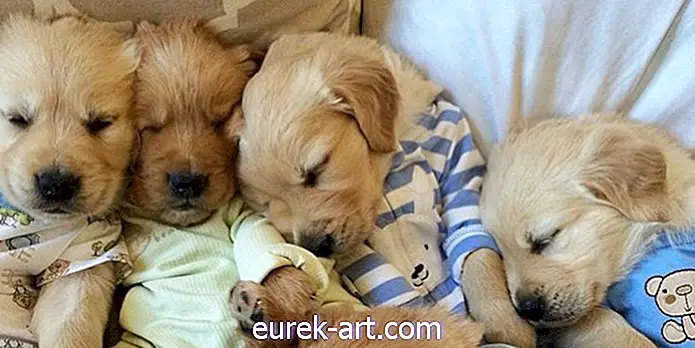 Dit Instagram-account 'Pups in pyjama's' is zo schattig dat het pijn doet