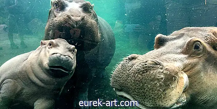 çocuklar ve evcil hayvanlar - Bebek Hippo Fiona sadece şirin aile fotoğrafları için ebeveynleri ile tekrar bir araya geldi