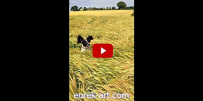 เด็ก & สัตว์เลี้ยง - วิดีโอสุนัขตัวนี้กำลังมองหาเจ้าของของเขาในทุ่งหญ้าเป็นที่น่ารักเฮฮา