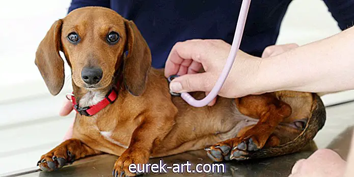 Μια γρήγορη μορφή διάδοσης της γρίπης των σκύλων έχει επηρεάσει τα κατοικίδια ζώα σε τουλάχιστον 26 κράτη