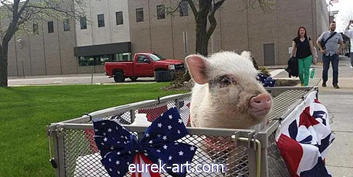 Ова симпатична свиња кандидује за градоначелника једног града Мицхиган-а