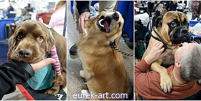 28 Câini cutest la Salonul Național al Câinilor