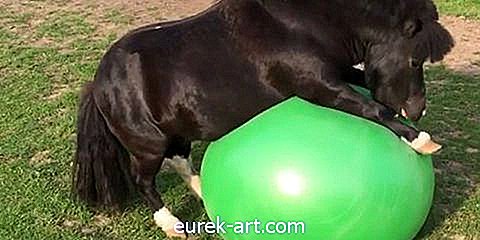 otroci in hišni ljubljenčki - Ponedeljek je, zato uživajte v tem videu drobnega konja, ki se igra z veliko vadbeno žogo