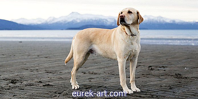 Labradoras retrīveri ir (joprojām) Amerikas populārākais suns