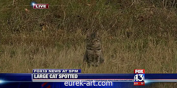 barn og kjæledyr - Dette morsomme lokale nyhetssegmentet av en "Cougar Sighting" blir viral