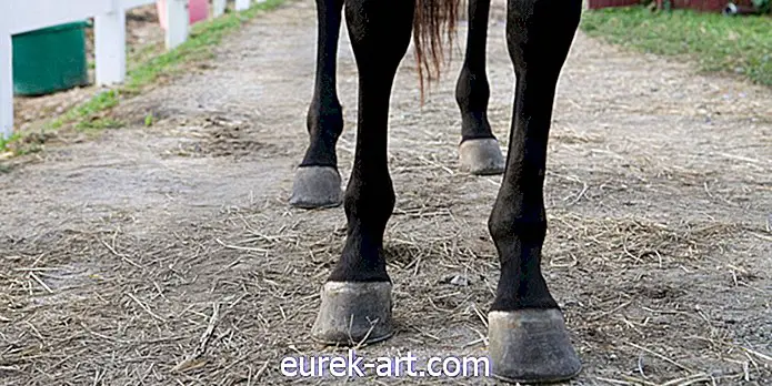 gyerekek és háziállatok - Ez az új szabály célja a lovak védelme a „kezesés” fájdalmas gyakorlata ellen