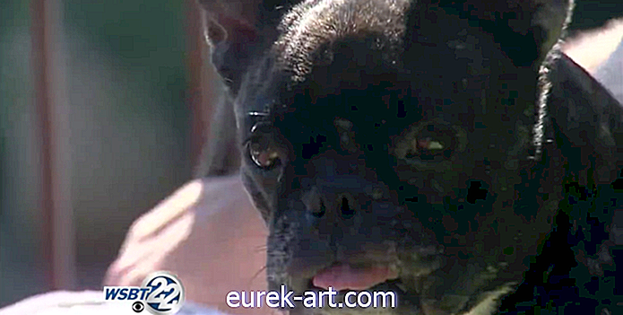 bambini e animali domestici - Guarda questo Bulldog francese inseguire due orsi da 100 libbre dal cortile della sua famiglia