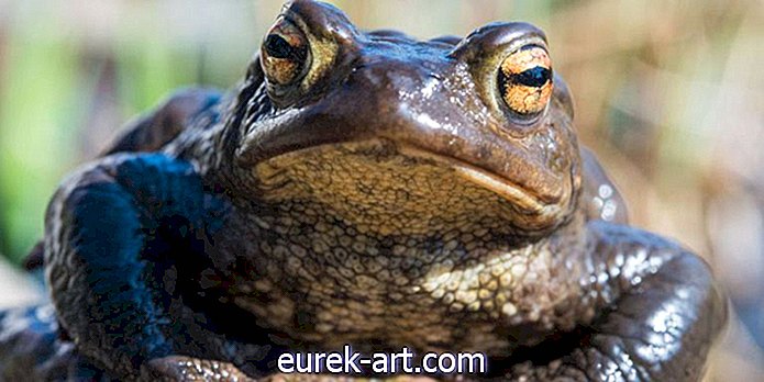 деца и домашни любимци - Ветеринарите във Флорида предупреждават собствениците на домашни любимци за тази смъртоносна жаба