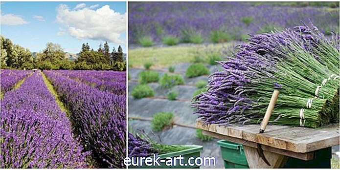 6 trang trại hoa oải hương tuyệt đẹp trên khắp nước Mỹ bạn cần ghé thăm