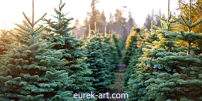 cestovanie - 12 najlepších fariem na vianočný stromček na juhu, na ktoré nemôžeme čakať