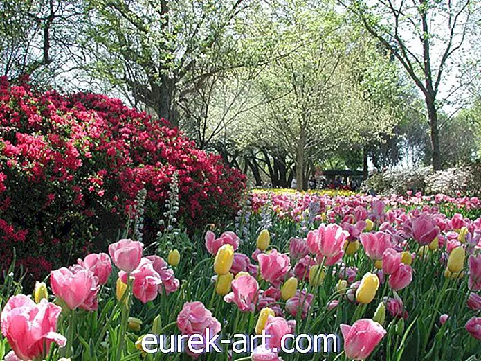 9 festival di fiori da non perdere da visitare questa primavera