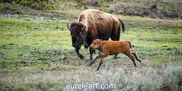 Hasta 900 animales serán asesinados o capturados en el Parque Nacional Yellowstone