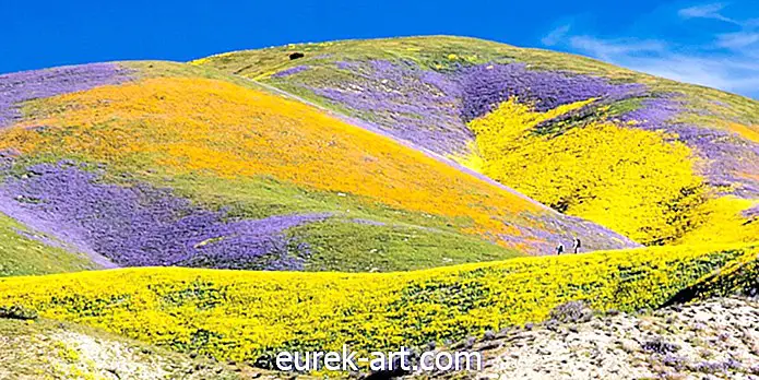 Kalifornijas retais "Super Bloom" virzās uz ziemeļiem Centrālajā ielejā