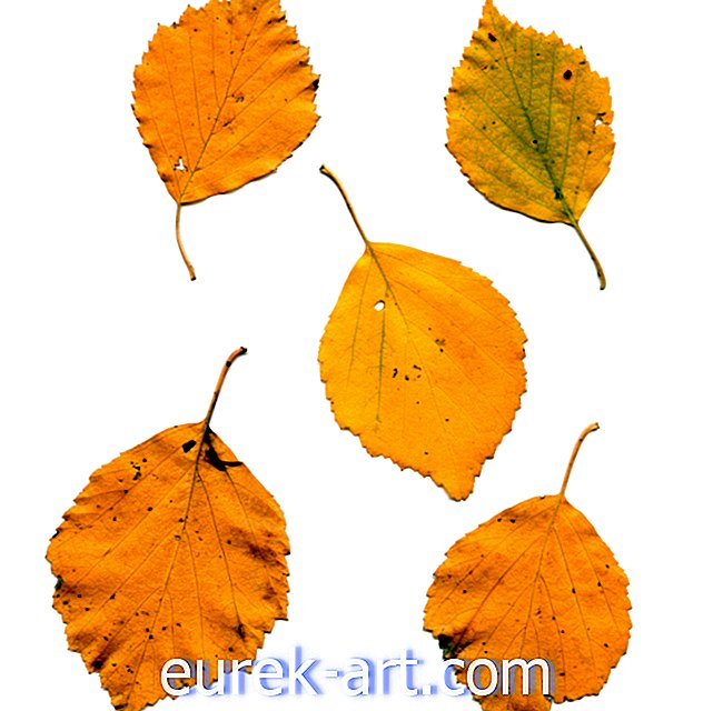 Este mapa de follaje de otoño predice cuándo cambiarán las hojas cerca de usted