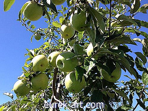 10 Hihetetlen Apple Gyümölcsösök látogatja meg ezt az ősszel