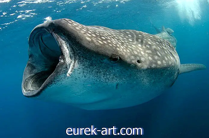 viagem - Um tubarão-baleia raro foi avistado na costa de Charleston