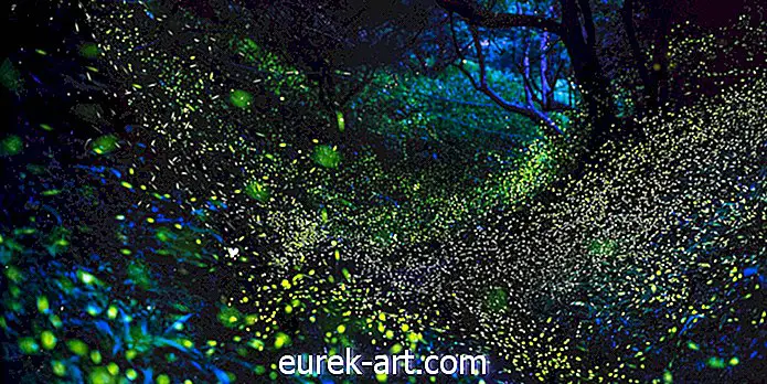Tysiące świetlików rozświetli Great Smoky Mountains w maju